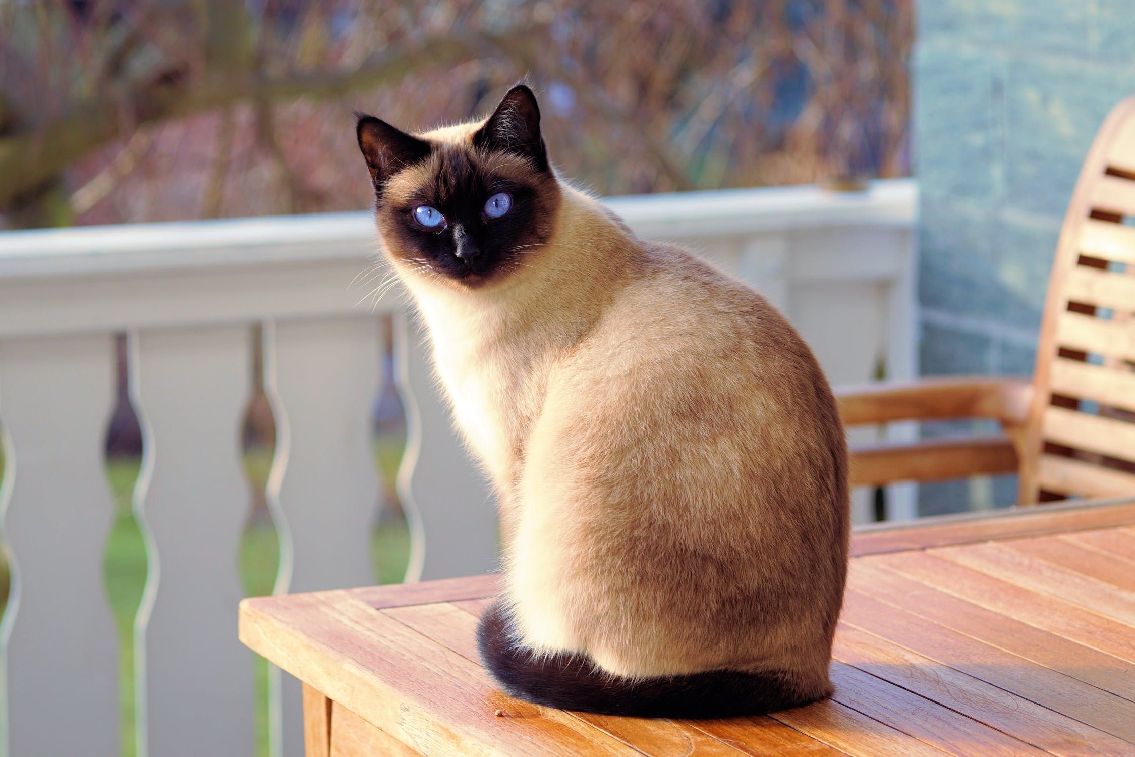 Siamese Cats 