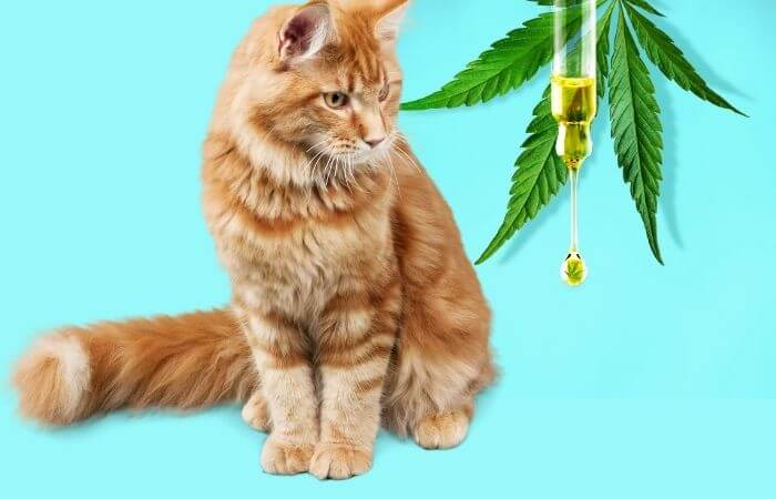 cbd for cats