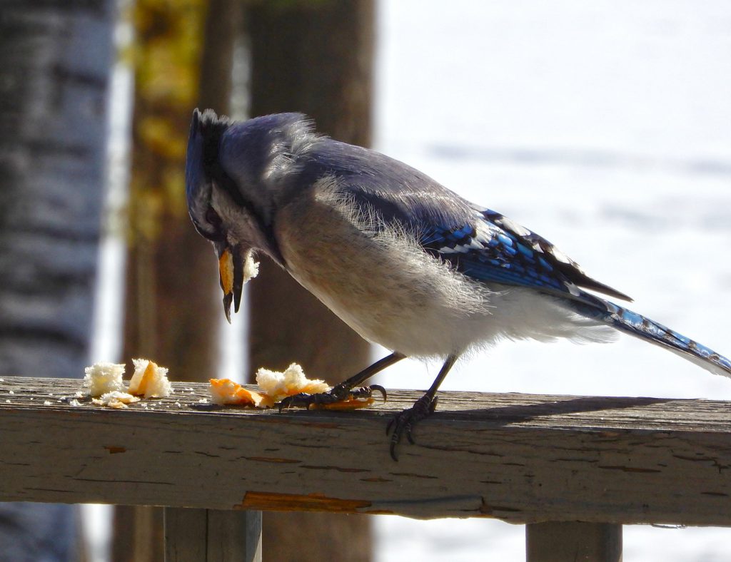 bird feeding