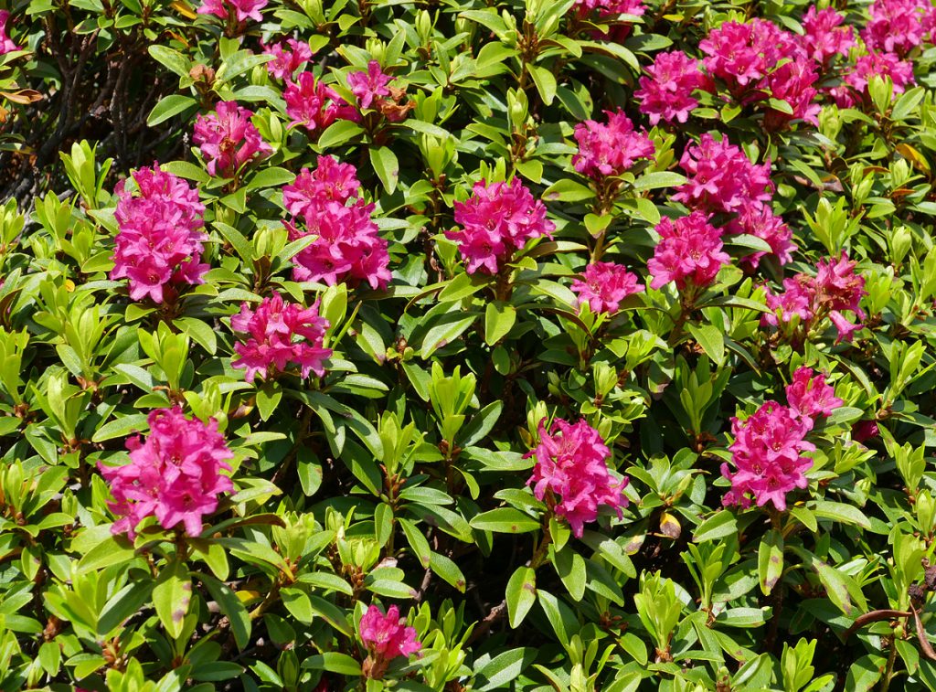 Buy Shrubs Online