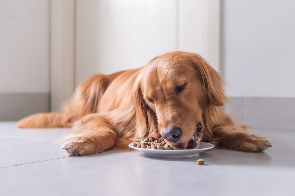 best food for puppies