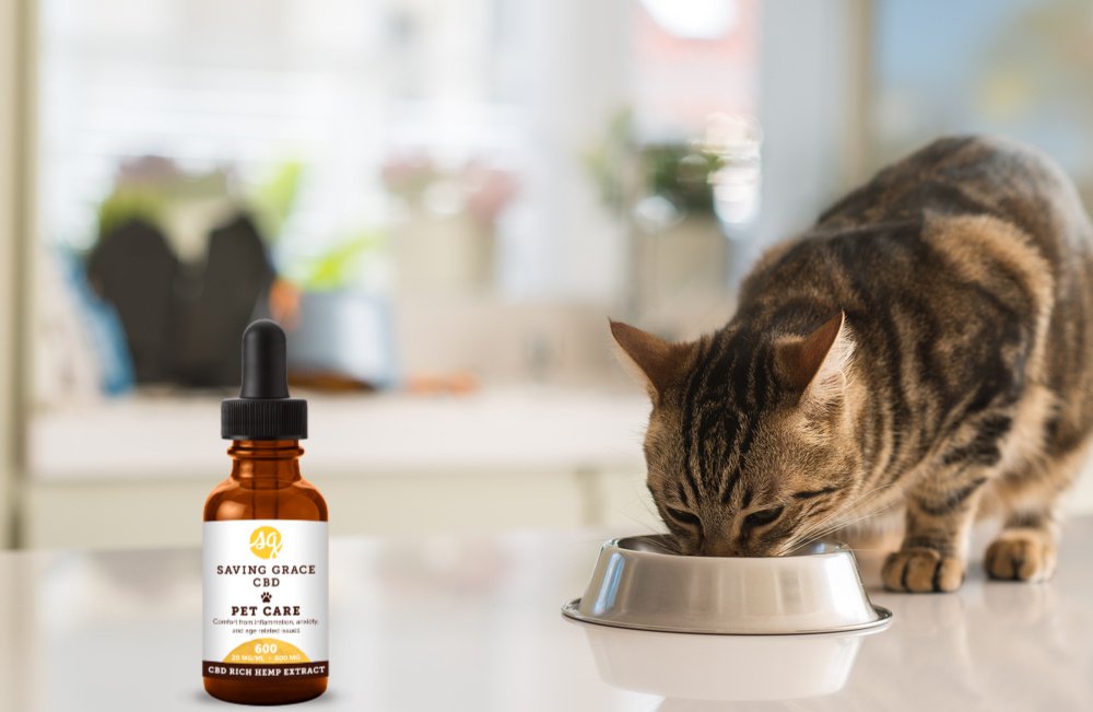 best cbd oil for cats